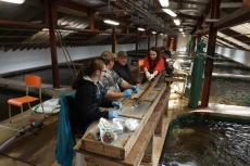 Fin Clipping Salmon Parr and Smolts, Margaree Hatchery