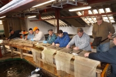 Fin Clipping Salmon Parr and Smolts, Margaree Hatchery