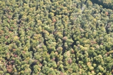 Tour of Highlands Forestry Practices