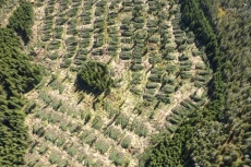 Tour of Highlands Forestry Practices