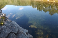 Lots of salmon holding in the Breakwater pool. (September, 2018)