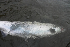 A chunk of silver with sea lice on her.