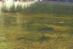 40-50 salmon holding in a pool on the Margaree river.