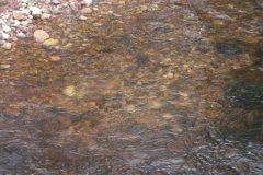 Salmon redds in one of the tributaries of the Margaree river. (November 2019)