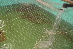 Fish that were spawned out at the Margaree Fish Hatchery and safely released back to the Middle and Baddeck rivers (November 8, 2019)