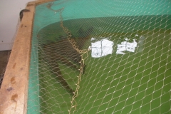 Fish that were spawned out at the Margaree Fish Hatchery and safely released back to the Middle and Baddeck rivers (November 8, 2019)