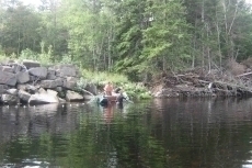 broodstock-3