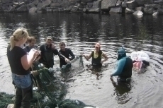 Fish are catalogued and transferred.
