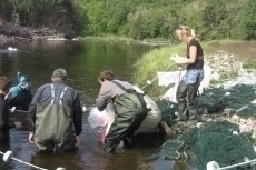 broodstock-5
