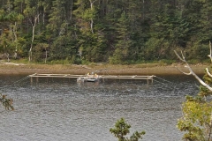 Margaree River Counting trap 2017