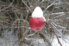Apple in winter