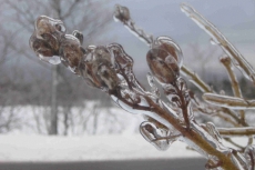 ice-on-bushes